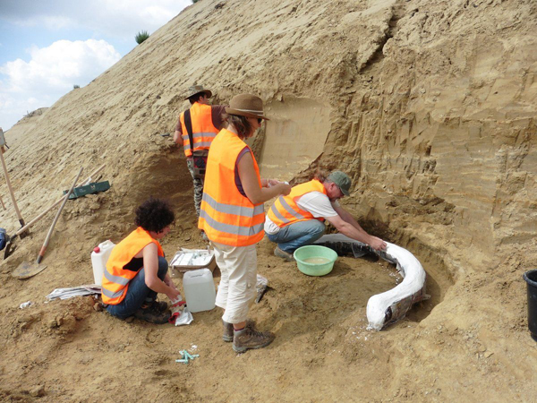 Encuentran restos de un mamut de un millón de años en Austria