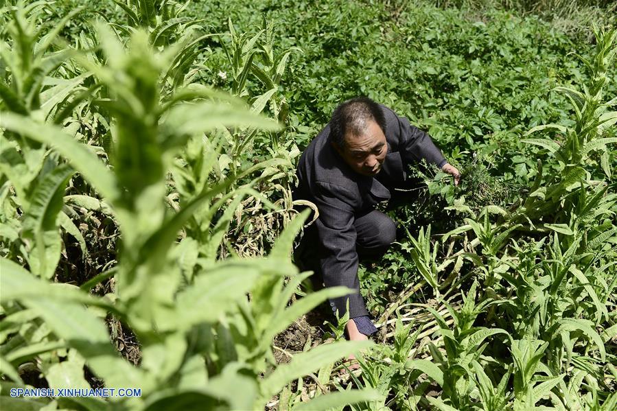 Imagen del 8 de septiembre de 2016 del maestro Hua Fulin, de 56 años de edad, el único profesor de la pequeña escuela de la villa de Kunlun, retirando la maleza en el patio de la escuela donde cultiva algunas verduras, en la villa de Kunlun de la ciudad de Haidong, provincia de Qinghai, en el noroeste de China. A unos 50 kilómetros de distancia del condado más cercano, la pequeña escuela de Kunlun ahora tiene sólo ocho alumnos y un maestro. (Xinhua/Zhang Hongxiang)