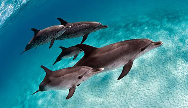 Graban a dos delfines “dialogando como si fueran personas”