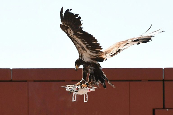 En Holanda las águilas de la policía capturan drones