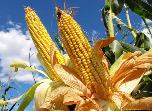 Científicos mexicanos logran un tipo de maíz que soporta la sequía