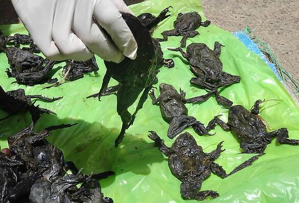 Investigan muerte de miles de ranas gigantes en Perú
