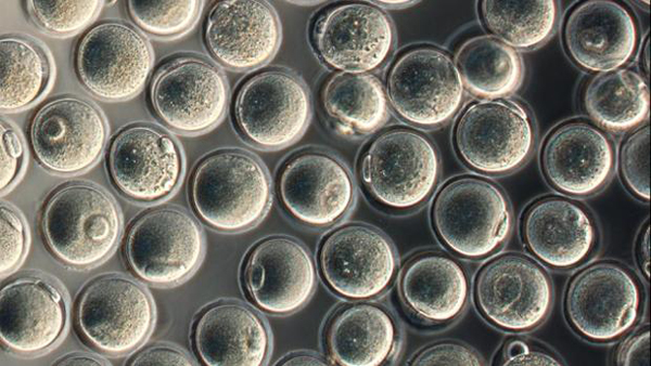 Crean óvulos fértiles en laboratorio a partir de células de la piel