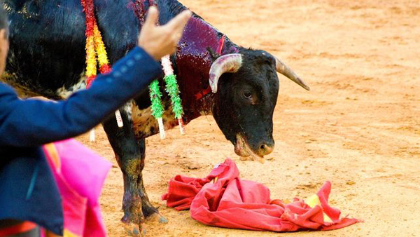 El Constitucional anula la prohibición de los toros en Cataluña
