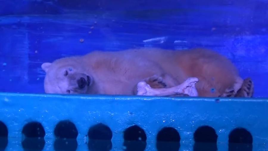 El «oso polar más triste del mundo» volverá al lugar donde nació