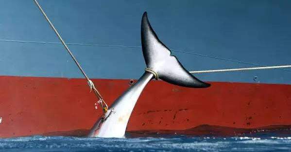 El plan de caza de ballenas de Japón dañará los intereses de China