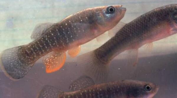 Descubren la clave genética de un pez capaz de vivir en aguas muy tóxicas