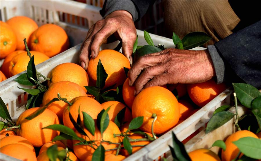 Un campesino coloca las naranjas en la cesta. [Foto de Liu Shusong / para chinadaily.com.cn]