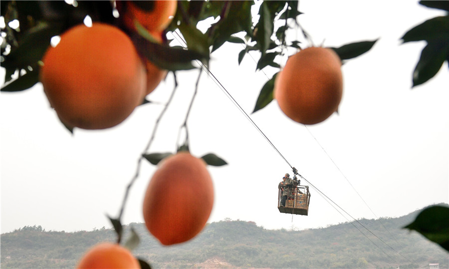Naranjas transportadas en el teleférico. [Foto de Liu Shusong / para chinadaily.com.cn]