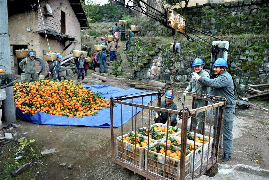 El personal de una compañía eléctrica local ayuda a los aldeanos a llevar las naranjas al teleférico. [Foto de Liu Shusong / para chinadaily.com.cn]
