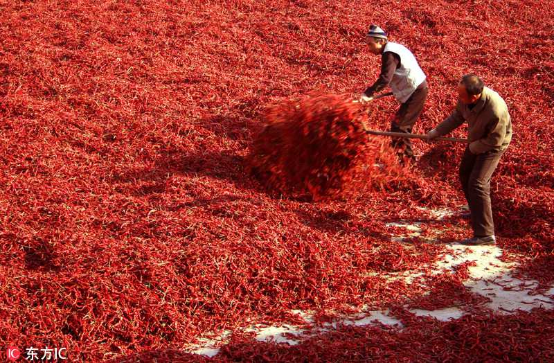 La cosecha de la pimienta tiñe de rojo a Shanxi 3