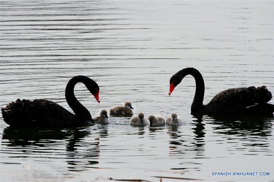 Cisnes negros y sus crías nadan en lago en un parque de Beijing 3