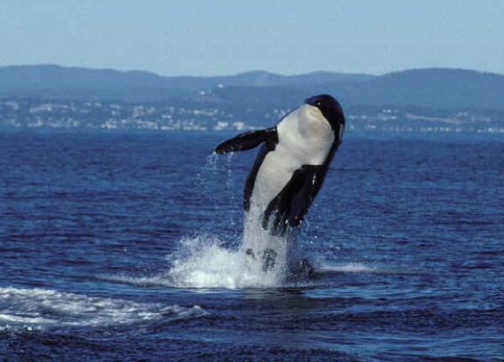 Muere la orca más vieja del mundo a los 116 años