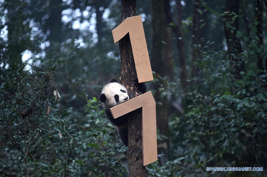 Pandas posan para felicitaciones de Año Nuevo Lunar en China