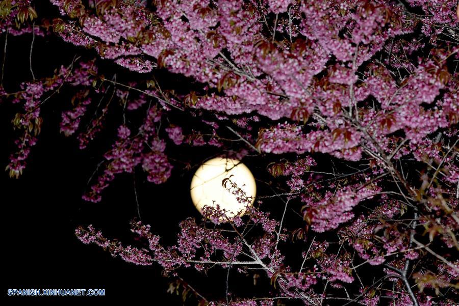 Yunnan: Imágenes de Luna llena y flores de cerezo en Kunming