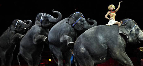 El circo Ringling cierra por falta de elefantes