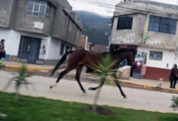 Un caballo recorre cuatro distritos para regresar con su exdueña