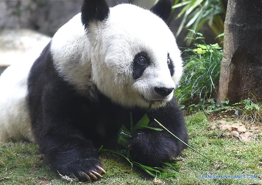 La mayor panda viva cautiva celebra su 37º cumpleaños