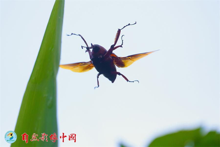 El insecto Otidognathus Davidis, también conocido como Zhu Xiangjia. [Foto: proporcionada]