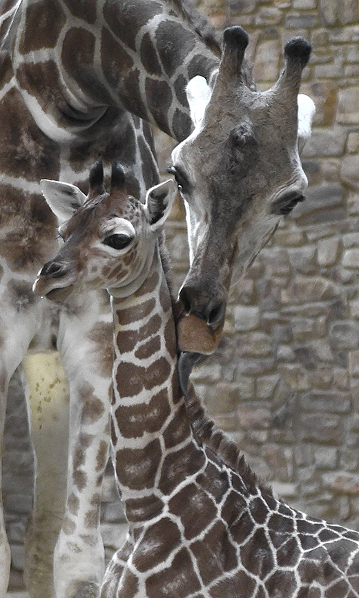 Zoológico transmitirá en vivo el parto de una jirafa