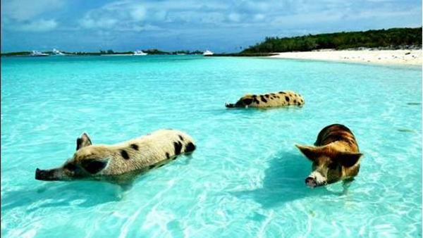 Investigan la muerte de siete de los famosos «cerdos nadadores» de Bahamas