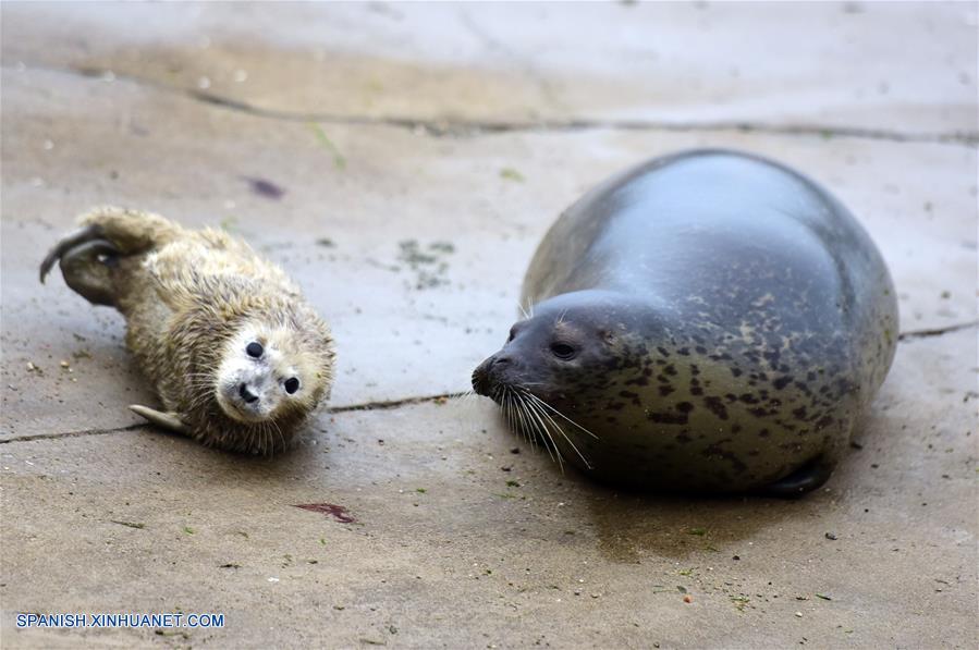 Fotos de cachorros de foca