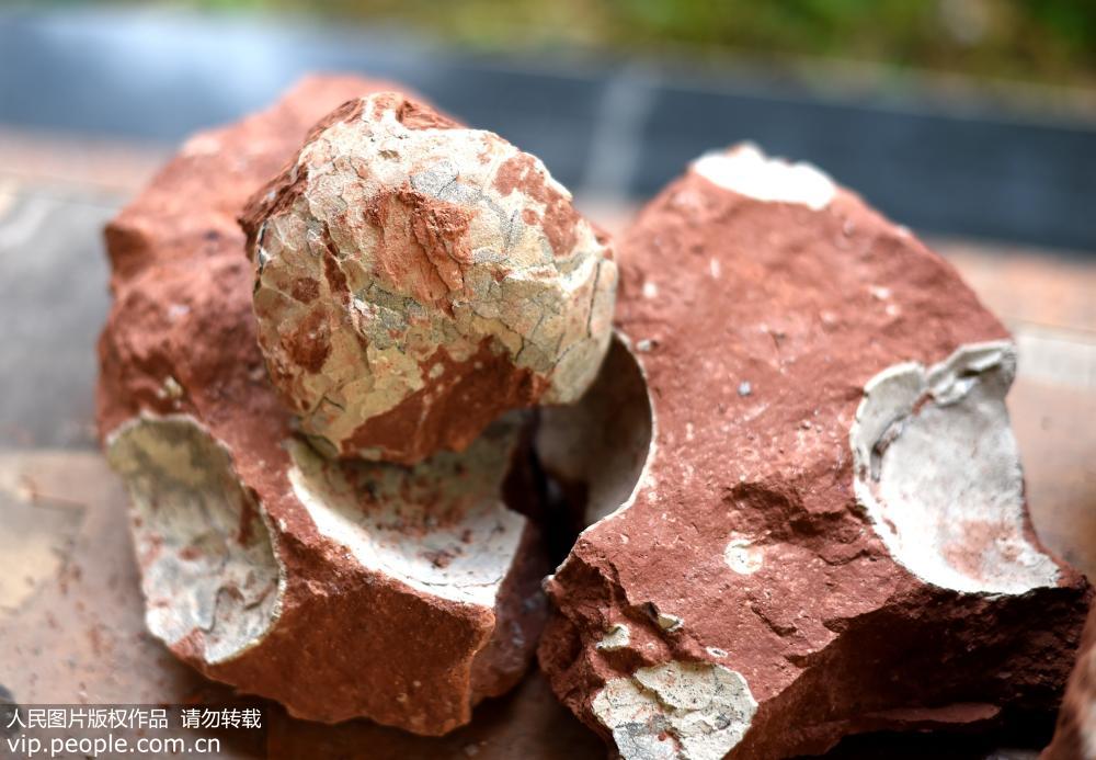 Hallan en Zhejiang valiosos huevos de dinosaurio de la era Mesozoica