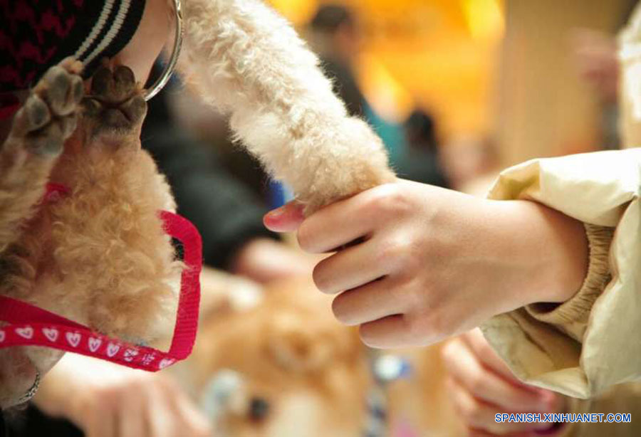 La edición 48 del Día de la Adopción de Beijing formó parte de una serie de eventos organizada en escala nacional, con el enfoque en el perro, el amigo más fiel del humano.(foto: El Día de la Adopción de Beijing)
