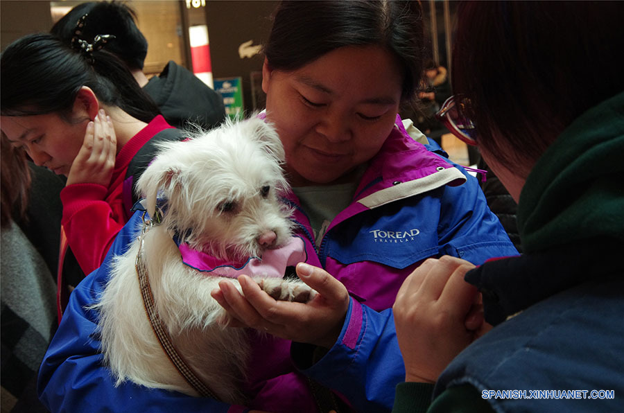 Los perros esperando a encontrar un dulce hogar. A pesar de sus experiencias mayormente tristes, ellos siguen confiados en los seres humanos después de ser rescatados de los criminales o de la calle.  (foto: El Día de la Adopción de Beijing)