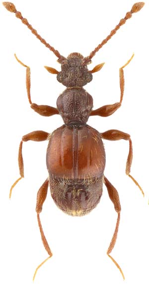 Identifican posibles nuevas especies de escarabajos en Shanghai