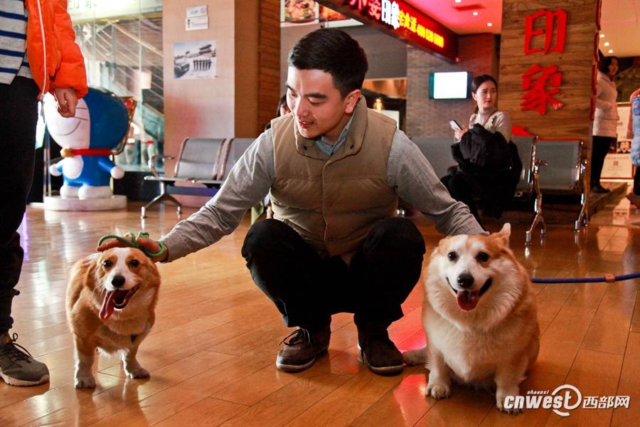 Dueños de perros en Xi´an llevan a sus amigos peludos al cine