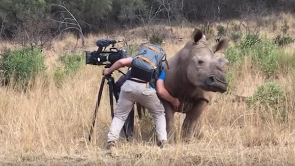 Un enorme rinoceronte pide a un cámara que le rasque la barriga