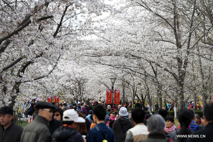Turistas admiran los cerezo en flor del Parque Yuyuantan en Beijing, capital de China. En la actualidad, más de mil árbolesllenan de encanto el recinto público. A partir de hoy, los visitantes tendrán los mejores siete días para disfrutar este impresionante regalo de la naturaleza, 26 de marzo del 2017. (Foto: Li Jundong) 