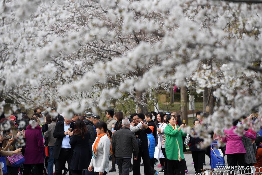 Turistas admiran los cerezo en flor del Parque Yuyuantan en Beijing, capital de China. En la actualidad, más de mil árbolesllenan de encanto el recinto público. A partir de hoy, los visitantes tendrán los mejores siete días para disfrutar este impresionante regalo de la naturaleza, 26 de marzo del 2017. (Foto: Li Jundong)