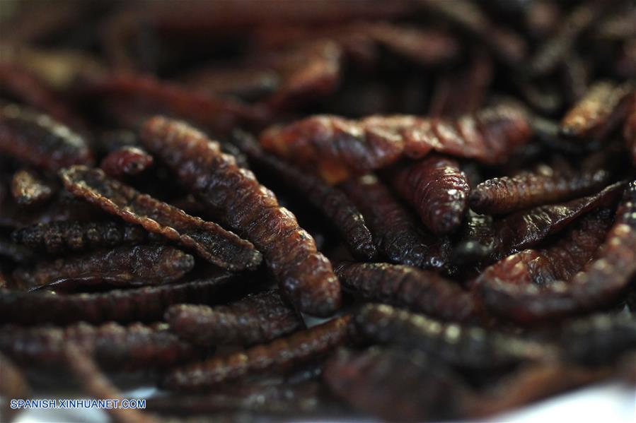 Imagen del 31 de marzo de 2017, de gusanos de maguey listos para comerse en un restaurante en el Mercado de San Juan en la Ciudad de México, capital de México. De acuerdo con información de la prensa local, en el Mercado de San Juan, ubicado en el centro de la Ciudad de México, se sirven platillos preparados con tarántulas, escorpiones y más insectos. Los insectos, ricos en proteínas, formaban una parte importante de la dieta de los pobladores prehispánicos de México. (Xinhua/Str)