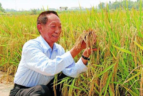 China espera cosechar 17 toneladas de arroz "súper híbrido" por hectárea