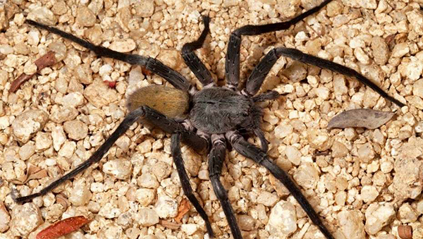 Descubren una nueva araña gigante en México