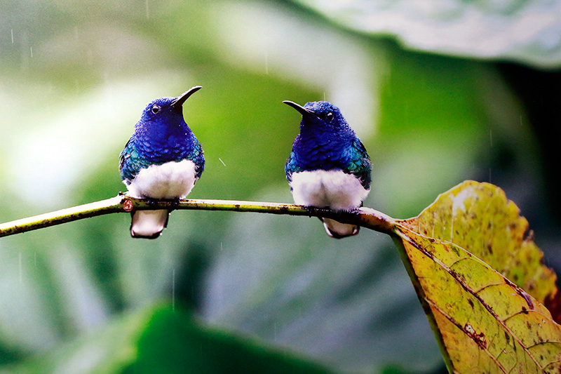 El libro "Aves silvestres del Ecuador", del fotógrafo Wang Jianguo, presenta a los lectores chinos la gran biodiversidad aviar del fascinante país latinoamericano. (Foto: YAC)