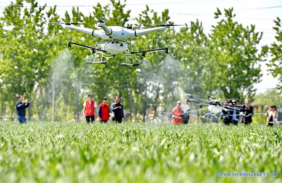 Un equipo de drones rocía pesticida en un campo de trigo, en la villa de Nanyangjialou del condado de Longyao en la ciudad de Xingtai, provincia de Hebei, en el norte de China, el 28 de abril de 2017. (Xinhua/Mu Yu) 