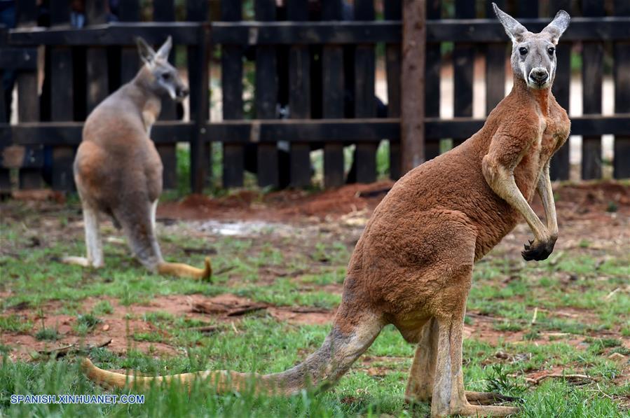 Dos canguros rojos son mostrados en el Parque de Vida Slvestre de Yunnan, en Kunming, capital de la provincia de Yunnan, en el sur de China, el 27 de abril de 2017. Dos canguros rojos australianos fueron mostrados al público en el parque y atrajeron a muchos visitantes. (Xinhua/Lin Yiguang)