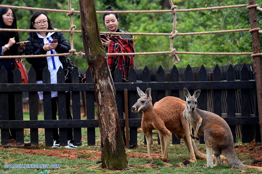 Visitantes observan los canguros rojos en el Parque de Vida Slvestre de Yunnan, en Kunming, capital de la provincia de Yunnan, en el sur de China, el 27 de abril de 2017. Dos canguros rojos australianos fueron mostrados al público en el parque y atrajeron a muchos visitantes. (Xinhua/Lin Yiguang)