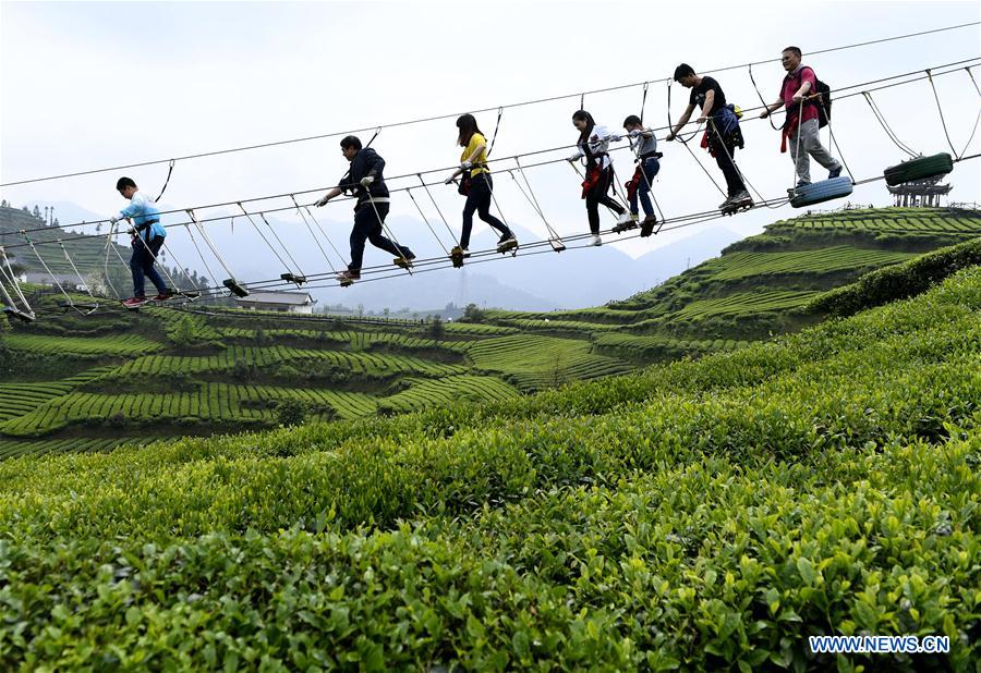 Turistas visitan el jardín de té orgánico durante las vacaciones del Día del Trabajo