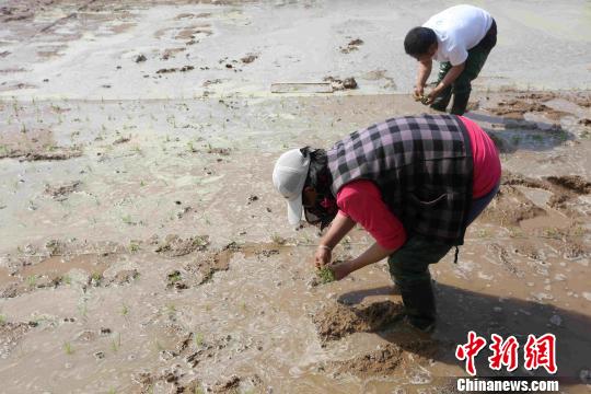 El "padre del arroz híbrido" de China busca aumentar producción de arroz marino