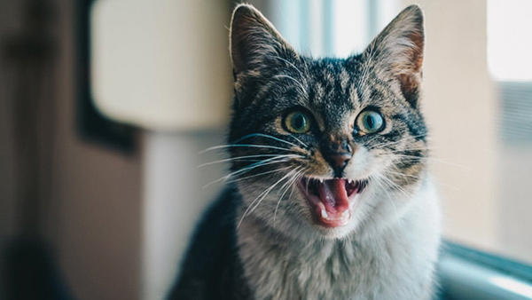 Científicos muestran la realidad detrás de los apretujones a los gatos