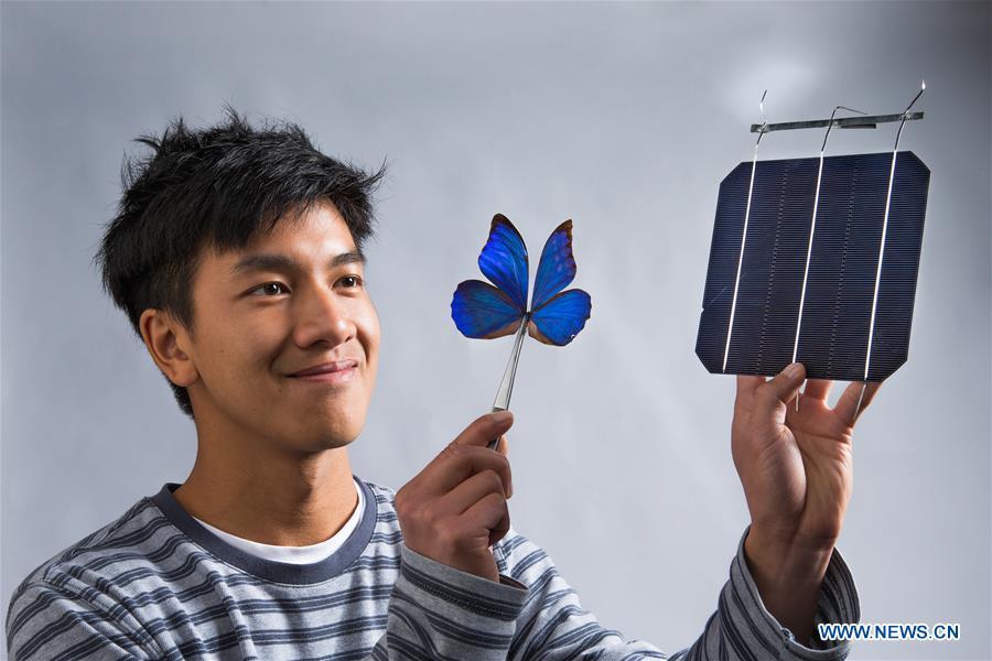 Las alas de mariposa inspiran nueva tecnología de energía solar