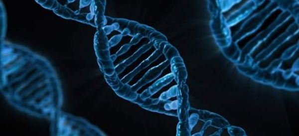 Identifican 40 nuevos genes relacionados con la inteligencia
