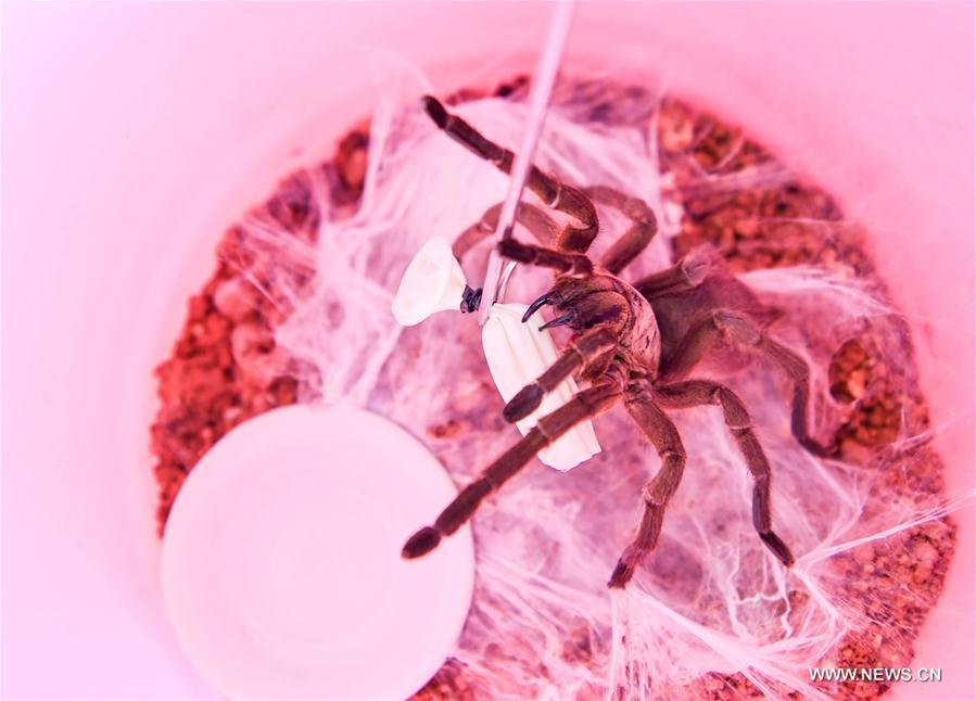Un laboratorista de una compañía de medicina biológica extrae el veneno de una araña en Nansheng, Wuzhishan, provincia de Hainan, 22 de mayo del 2017. [Foto: Xinhua]