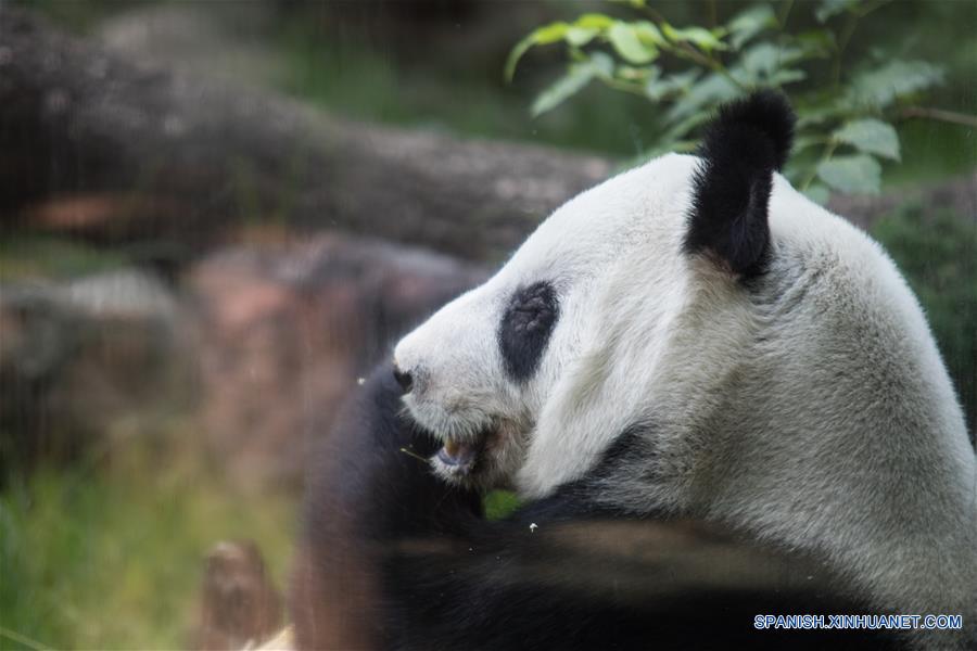 Vista de la panda Xin Xin durante una revisión rutinaria previo al "Homenaje a los Pandas de la Ciudad de México" a 42 años de la llegada de los pandas a México, llevado a cabo en el Zoológico de Chapultepec, en la Ciudad de México, capital de México, el 3 de junio de 2017. El Zoológico del Bosque de Chapultepec de la Ciudad de México recibió el sábado un reconocimiento especial, de parte de China, por las acciones de conservación y cuidado de los osos panda. Estas acciones se iniciaron desde hace 42 años, cuando llegó del país asiático una pareja de pandas conocidos como "Pe Pe" y "Ying Ying", que han sido la pareja más prolífica a nivel mundial, ya que concibieron en cautiverio y en la Ciudad de México siete crías adultas (tres machos y cuatro hembras). El evento fue organizado como parte de las actividades culturales internacionales desarrolladas por la embajada de China, el Centro Cultural de China en México y el Instituto Nacional de Bellas Artes de México, que este año tienen como tema central a las pandas gigantes del Zoológico de Chapultepec. (Xinhua/Francisco Cañedo)