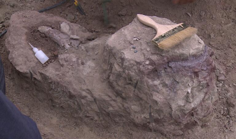 Fósil completo de cocodrilo desenterrado en noreste de China