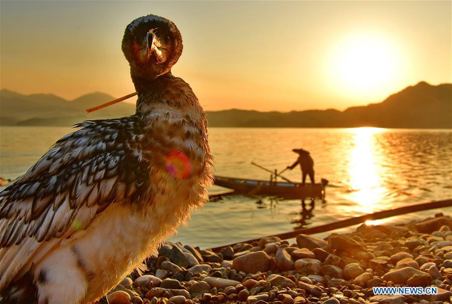 Pescador chino mantiene la tradición de utilizar aves rapaces